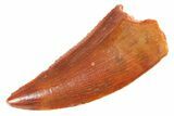 Serrated Raptor Tooth - Real Dinosaur Tooth #364734-1